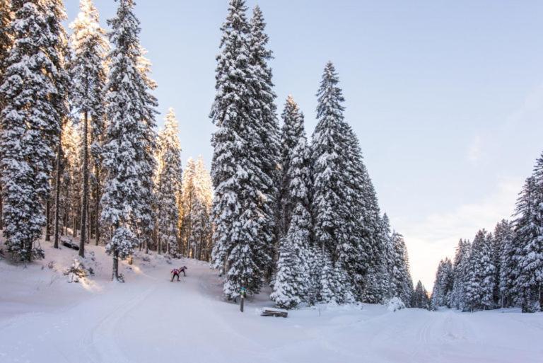 Chalet Trzinka Goreljek Kültér fotó